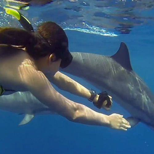 Mnemba Atoll Snorkeling & Dolphin Tour